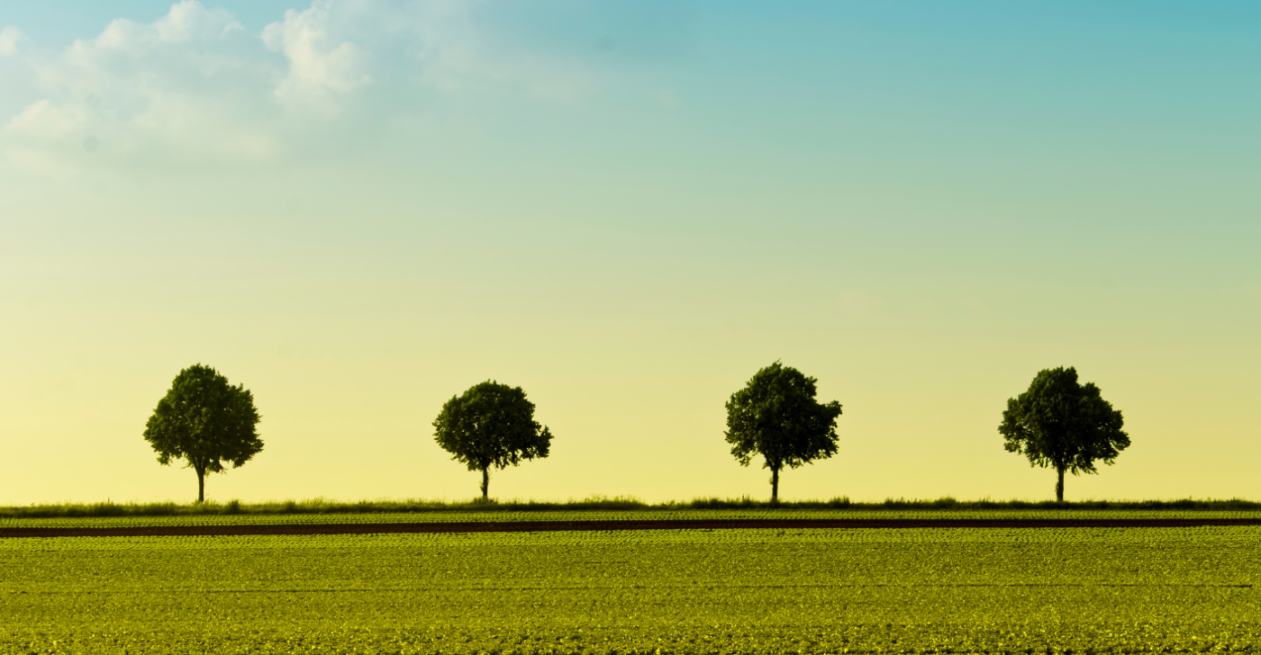 Four trees symbolizing the four step content governance framework