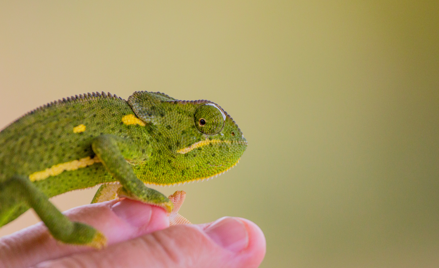 A chameleon resting on a hand